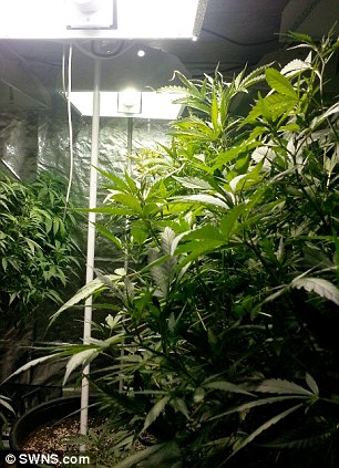 Cannabis plants grown for medicinal cannabis oil