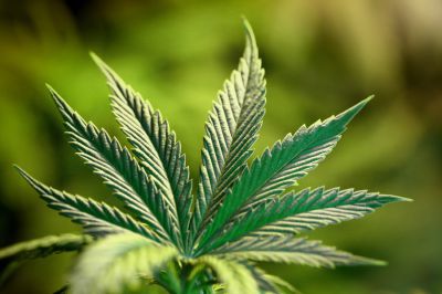Should cannabis be decriminalised for medicinal use?